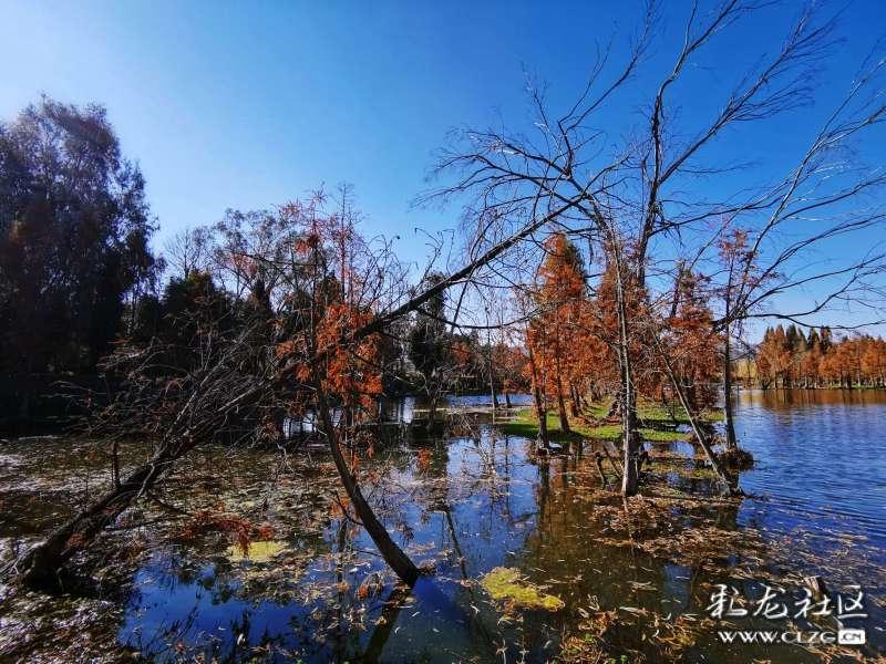 中国工程院院士孟兆祯逝世,该院士一生中有何成就?知识星球-专业内容,深度了解中国工程院院士孟兆祯逝世,该院士一生中有何成就?